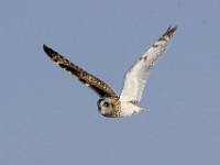 IMG 2589c  Short-eared Owl (Asio flammeus)